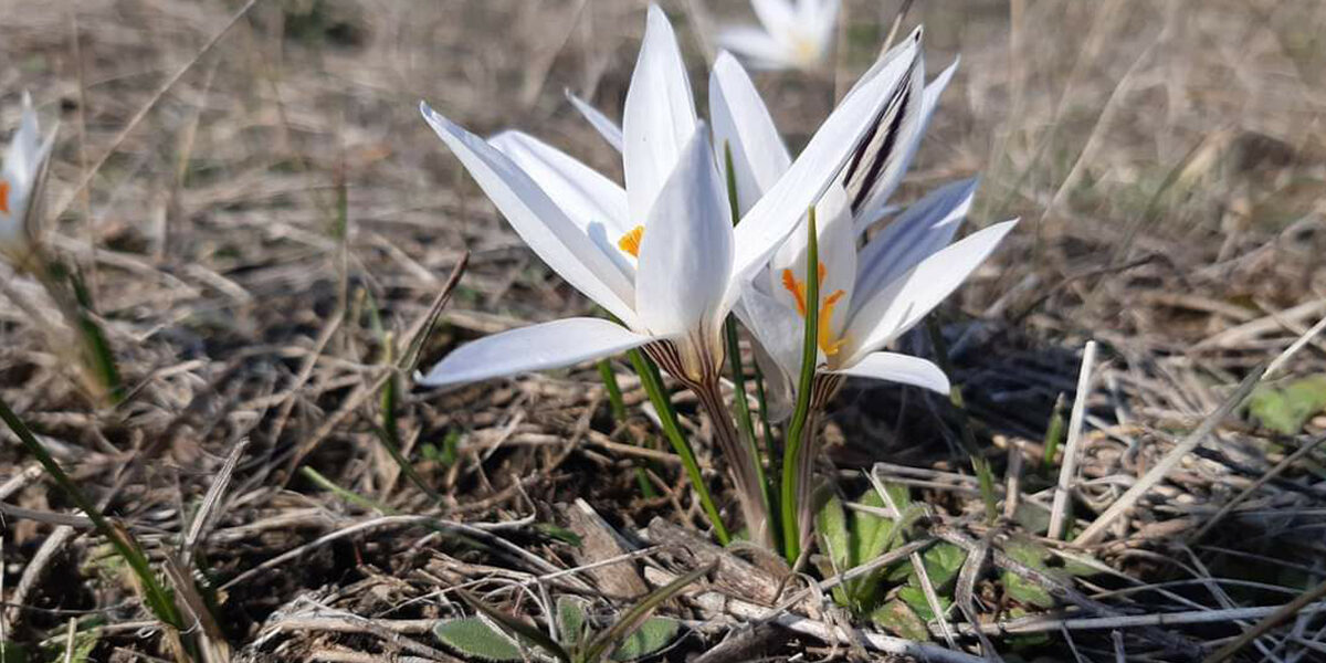 stepovy-klyn-1200×600