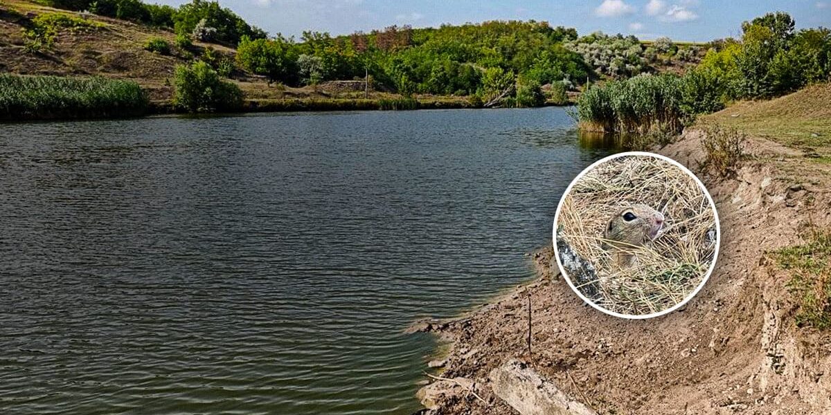 zv_site-copy-1200×600