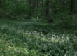 100 Years of State Nature Conservation in Ukraine