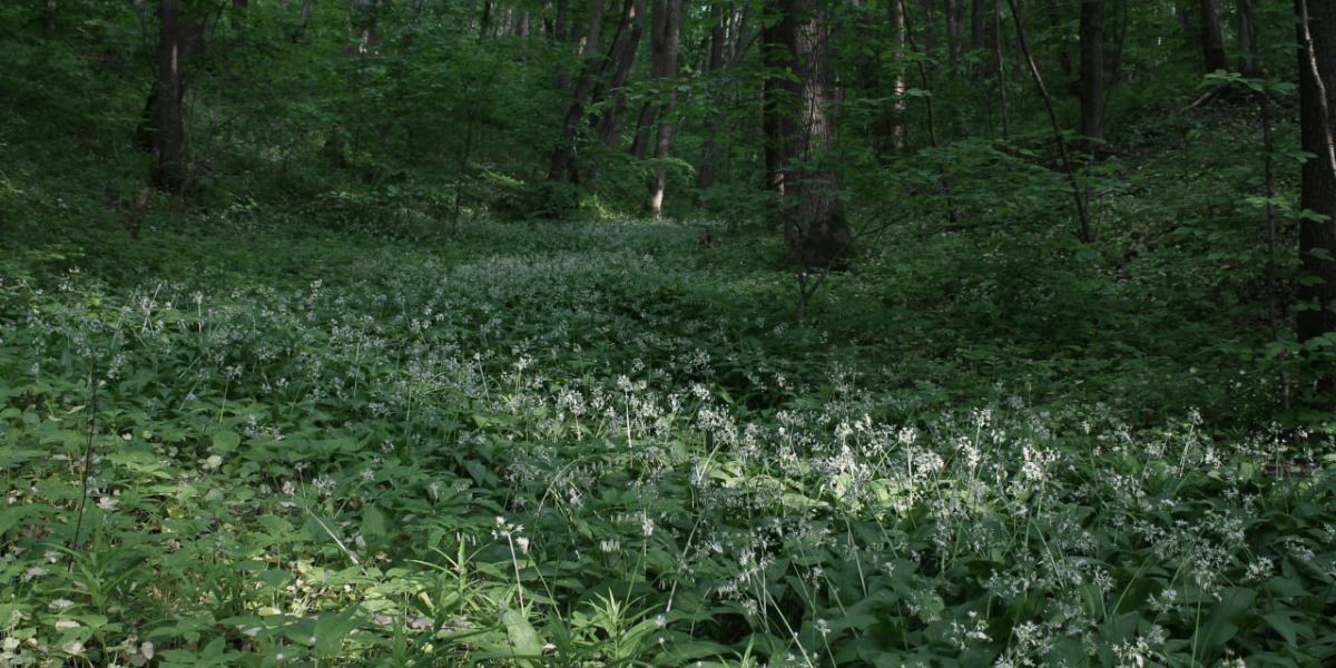 100 Years of State Nature Conservation in Ukraine