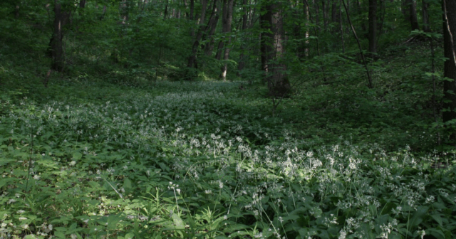 100 Years of State Nature Conservation in Ukraine