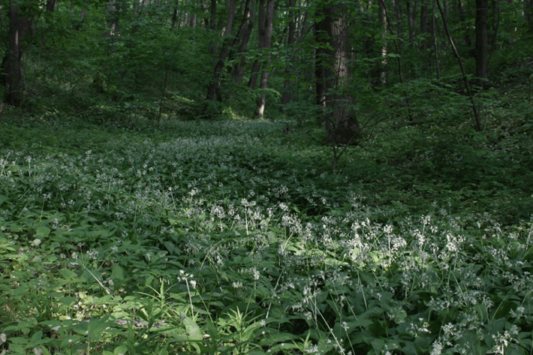 100 Years of State Nature Conservation in Ukraine