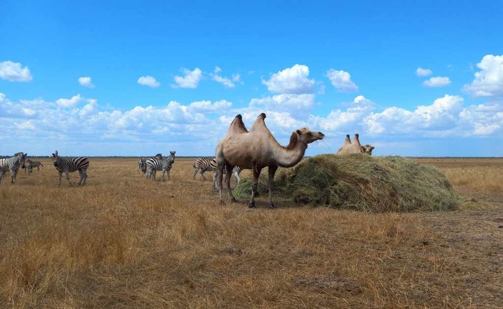 Animals in Askaniia-Nova