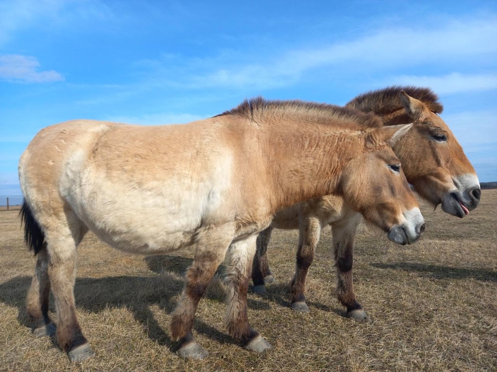 Animals in Askaniia-Nova