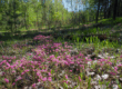 A new 85-hectare landscape reserve, "Borovychok," has been established in the Cherkasy Region