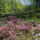 A new 85-hectare landscape reserve, "Borovychok," has been established in the Cherkasy Region