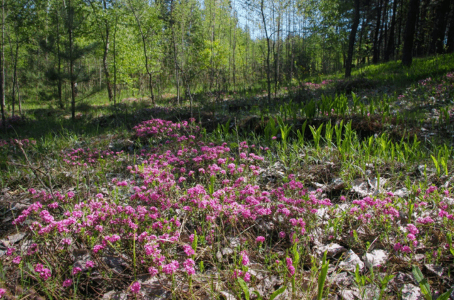 A new 85-hectare landscape reserve, "Borovychok," has been established in the Cherkasy Region