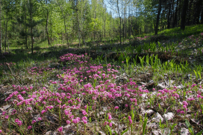 A new 85-hectare landscape reserve, "Borovychok," has been established in the Cherkasy Region
