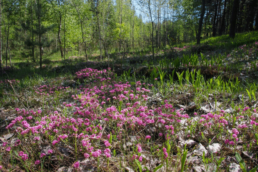 A new 85-hectare landscape reserve, "Borovychok," has been established in the Cherkasy Region