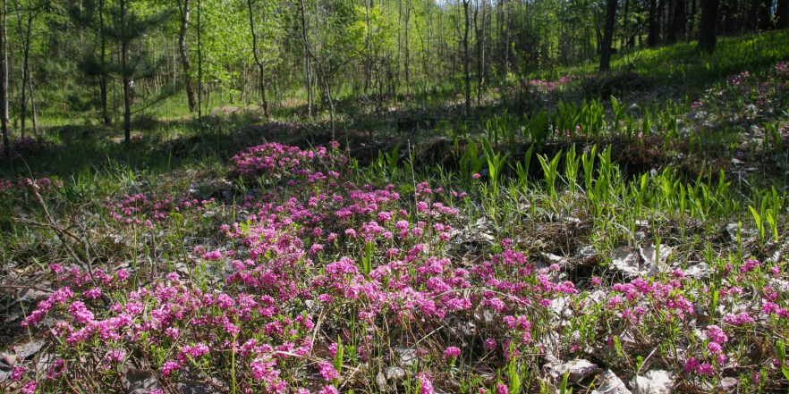 A new 85-hectare landscape reserve, "Borovychok," has been established in the Cherkasy Region