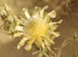 A Cornflower Found in Only One Community in Ukraine: Scientists Check Whether It Survived the War