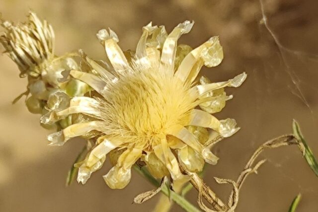 voloshkaP4 с A Cornflower Found in Only One Community in Ukraine: Scientists Check Whether It Survived the War