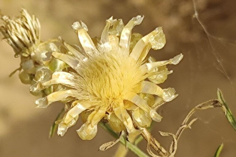 voloshkaP4 с A Cornflower Found in Only One Community in Ukraine: Scientists Check Whether It Survived the War