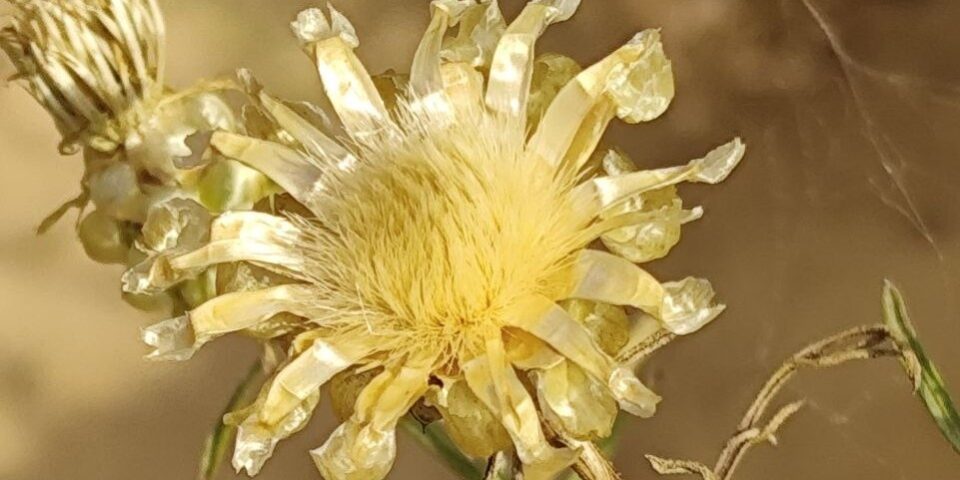 A Cornflower Found in Only One Community in Ukraine: Scientists Check Whether It Survived the War