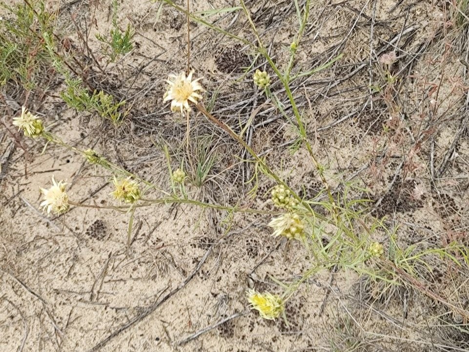 Pachosky's cornflower