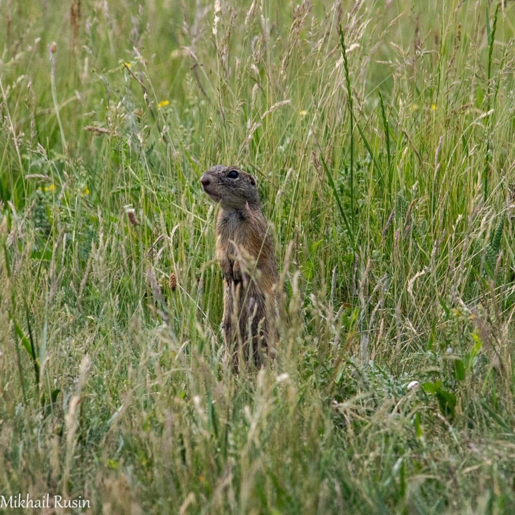 European Ground Squirrel