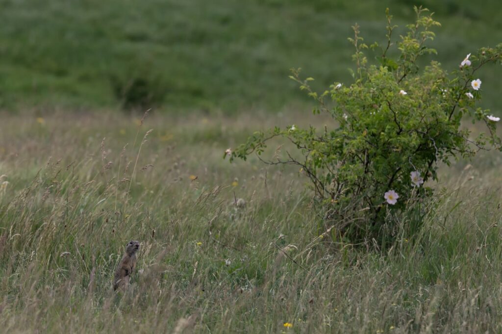 European Ground Squirrel