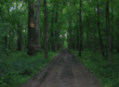 After 100 Years: Chornyi Lis Becomes a National Park
