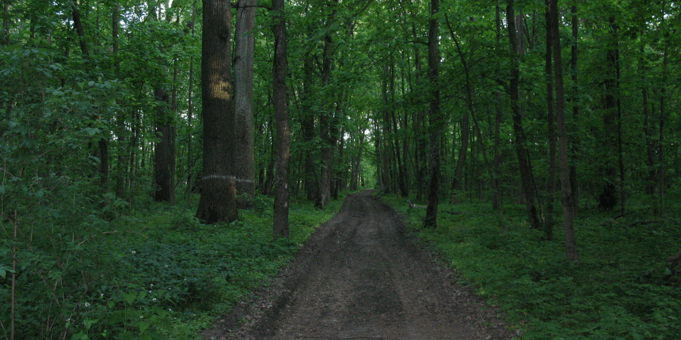 чорний ліс After 100 Years: Chornyi Lis Becomes a National Park