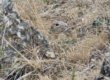 A New Protected Area Established in Vinnytsia Oblast to Conserve the European Ground Squirrel