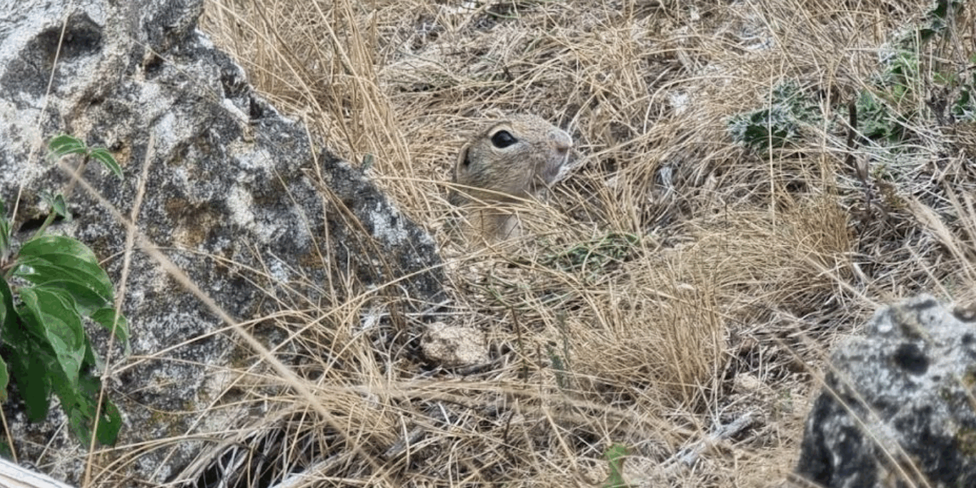 European Ground Squirrel A New Protected Area Established in Vinnytsia Oblast to Conserve the European Ground Squirrel