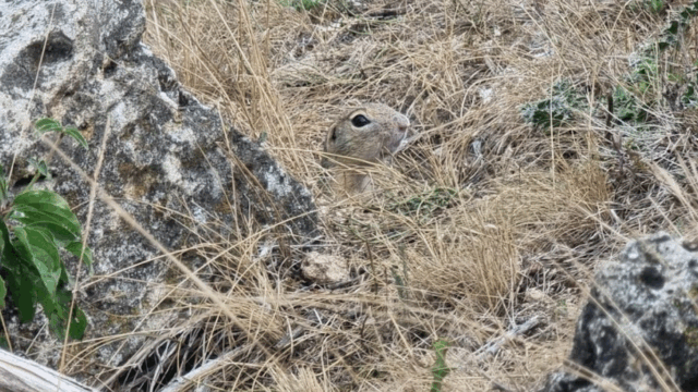 A New Protected Area Established in Vinnytsia Oblast to Conserve the European Ground Squirrel