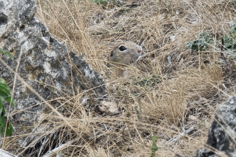 A New Protected Area Established in Vinnytsia Oblast to Conserve the European Ground Squirrel