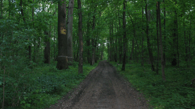 After 100 Years: Chornyi Lis Becomes a National Park