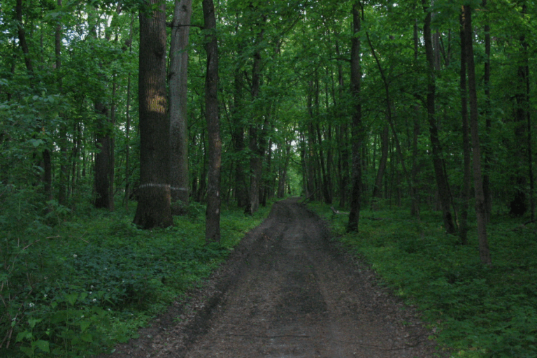 After 100 Years: Chornyi Lis Becomes a National Park