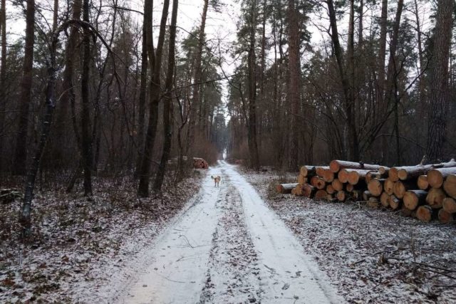 Інноваційне лісівництво: Боярська ЛДС знищує заказники під Києвом!