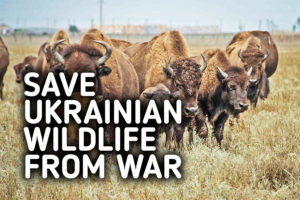 Saving Wildlife in Times of War Together!