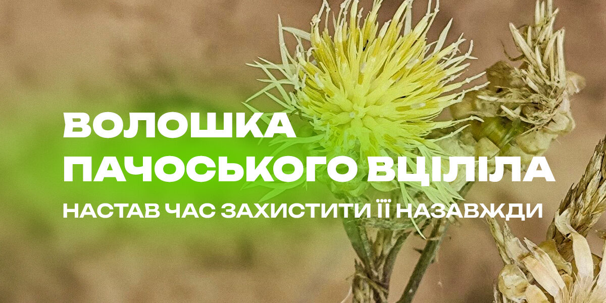 wol_site.jpg Волошка, яка росте лише в одній громаді України: науковці перевірили, чи пережила вона війну