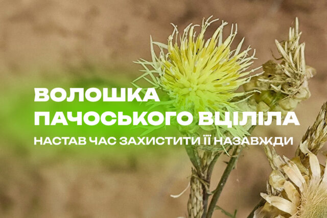 wol_site.jpg Волошка, яка росте лише в одній громаді України: науковці перевірили, чи пережила вона війну