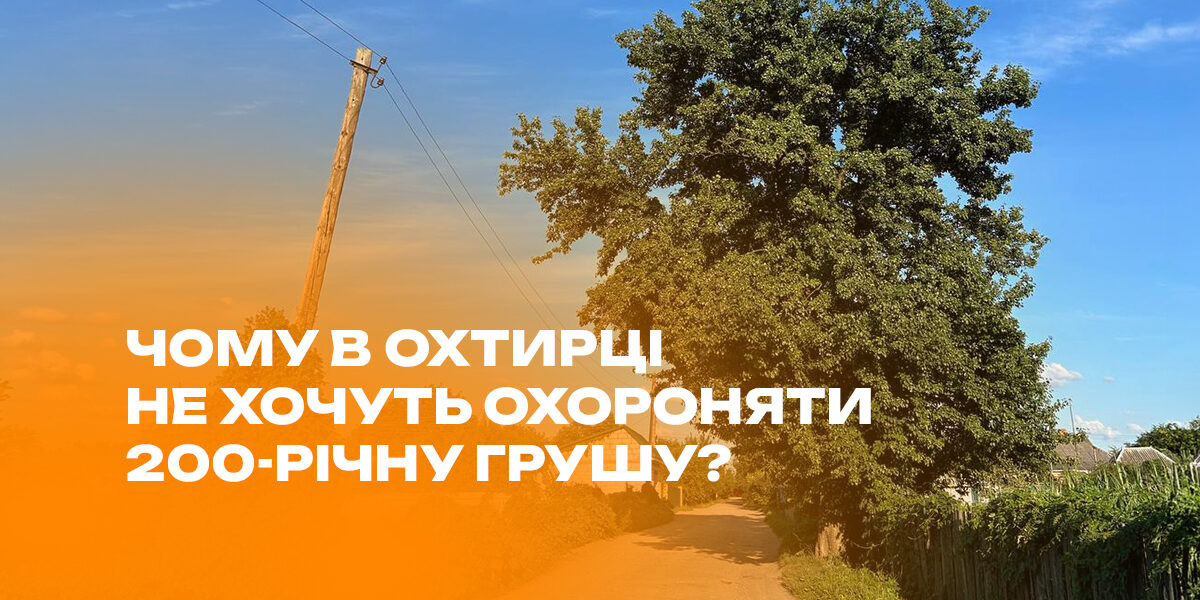 Чому в Охтирці не хочуть охороняти 200-річну грушу?