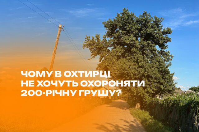 Чому в Охтирці не хочуть охороняти 200-річну грушу?